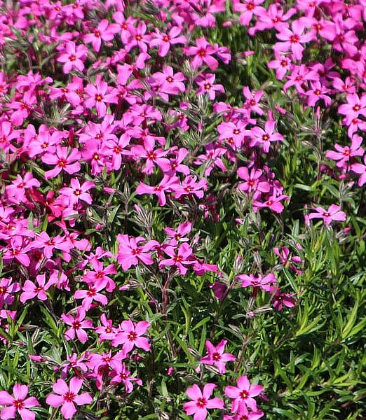 Phlox subulata 'Atropurpurea'